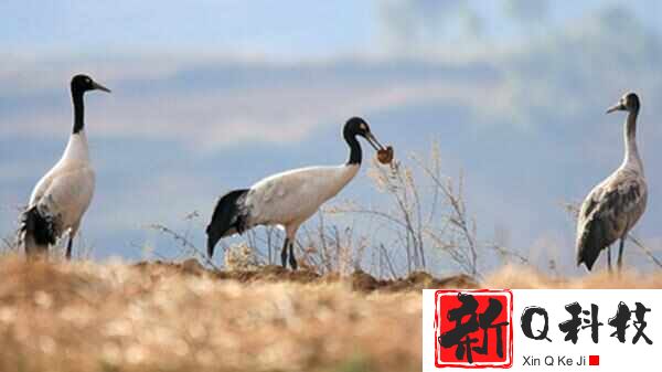 中国10大珍稀鸟类，黑鹳、朱鹮、丹顶鹤位居前三