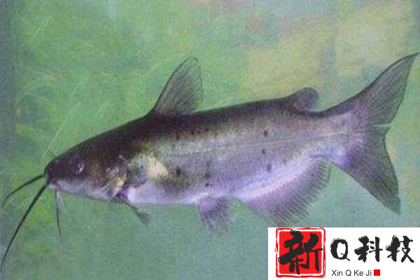世界五大最脏的鱼：清道夫鱼入选，白鲢鱼排榜首
