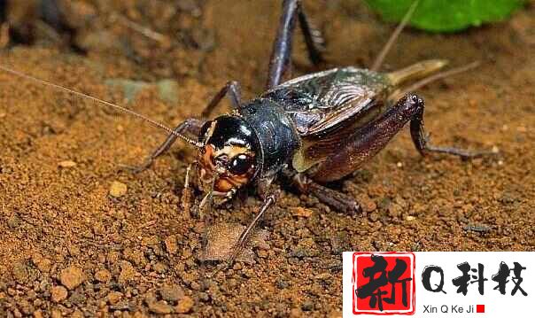 世界售价最高的十大昆虫：魔花螳螂上榜，第一名是彩虹锹甲