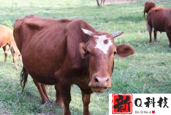 中国五大良种黄牛品种，秦川牛、南阳牛位居前两名