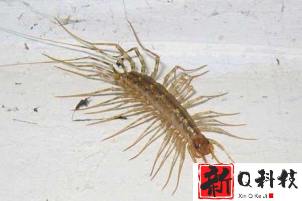 中国八大最毒的毒虫：蜈蚣排第五，蚰蜒排第一