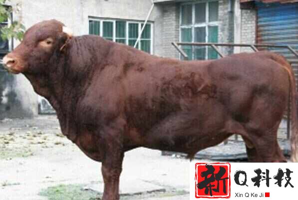 中国五大良种黄牛品种，秦川牛、南阳牛位居前两名