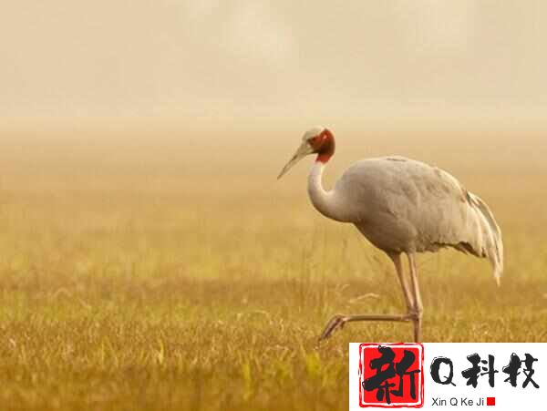 中国10大珍稀鸟类，黑鹳、朱鹮、丹顶鹤位居前三