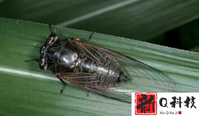 世界售价最高的十大昆虫：魔花螳螂上榜，第一名是彩虹锹甲