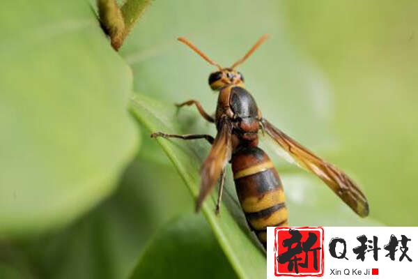中国八大最毒的毒虫：蜈蚣排第五，蚰蜒排第一