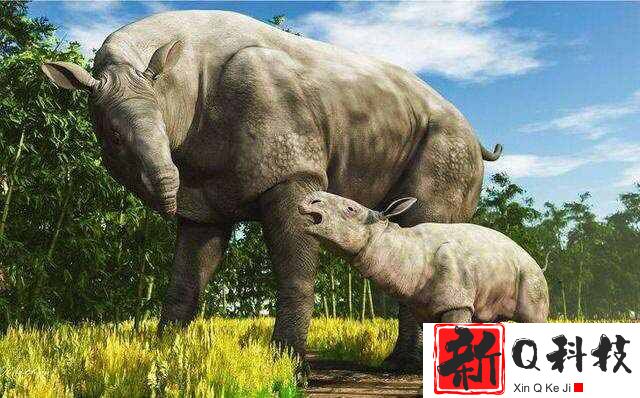 史上最大的陆上哺乳动物：准噶尔巨犀体重可达20吨