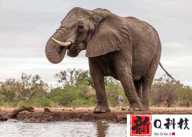 现存陆地上最大的哺乳动物：非洲象最高达4米/重10吨