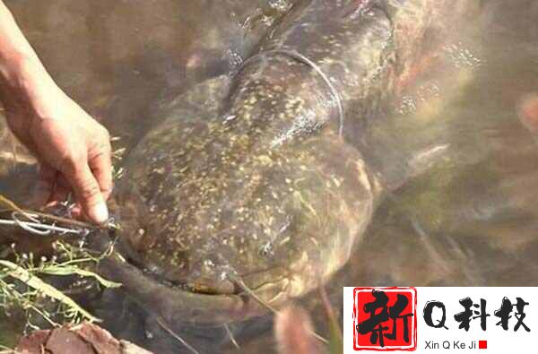 世界上排名第一凶猛的鱼：亚马逊鲇鱼可吞下整个人