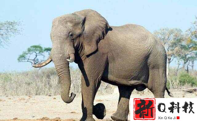 现存陆地上最大的哺乳动物：非洲象最高达4米/重10吨