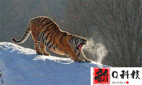 世界上最大的猫科动物：东北虎，雄性体长可达3米