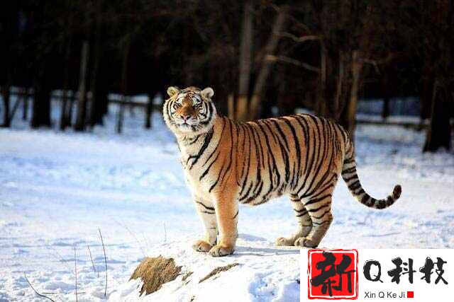 世界上最大的猫科动物：东北虎，雄性体长可达3米