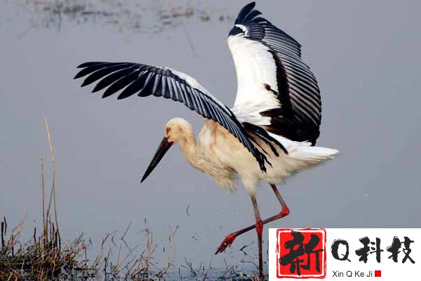 世界上飞行高度最高的十大鸟类，白鹳、斑头雁榜上有名