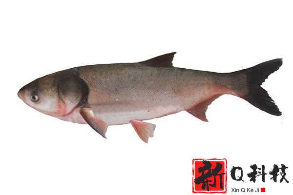 世界五大最脏的鱼：清道夫鱼入选，白鲢鱼排榜首