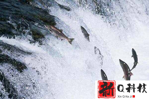 世界上跳的最高的鱼：大西洋鲑可跳上3.7米高的瀑布