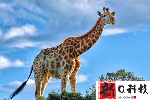现存最高的陆地哺乳动物：长劲鹿当仁不让，最高达8米